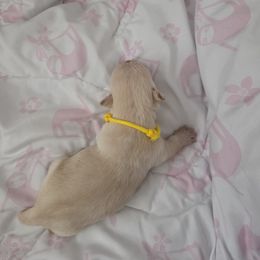 Yellow Collar Female - Wheaten female Scottish Terrier puppy in Eva, Alabama from Schulte's  Scottish Terriers