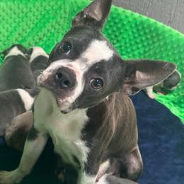 Boujie - Boston Terrier
