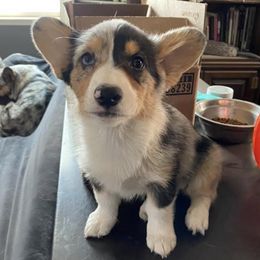 American Corgis, Cardigan Welsh Corgis, and Pembroke Welsh Corgis from CorgiAdora