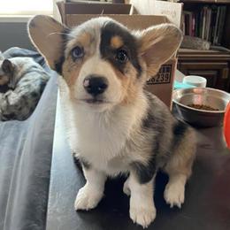 American Corgis, Cardigan Welsh Corgis, and Pembroke Welsh Corgis from CorgiAdora