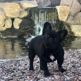 Tokyo - French Bulldog