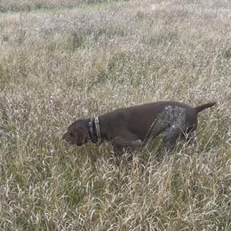 Livia - German Shorthaired Pointer