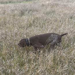 Livia - German Shorthaired Pointer