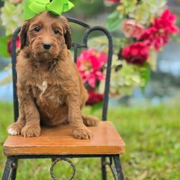 Harper's Lime Girl - Red  female Goldendoodle puppy in Kountze, Texas from Texas Doodles LLC