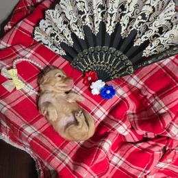 Dachshund Puppies from Snuggle Snoot Doxies
