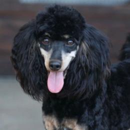 Lena - Poodle