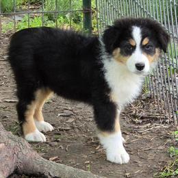 Quinn - Black tri-color female Australian Shepherd puppy in Clinton, Missouri from Rocky Top Hearts