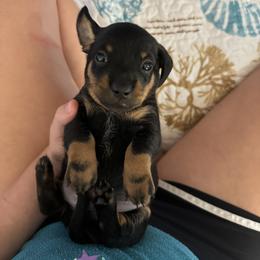Dachshund Puppies from Johnson’s Weiner Farm