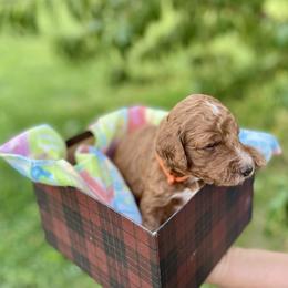 Labradoodle and Poodle Puppies from PawfectBud