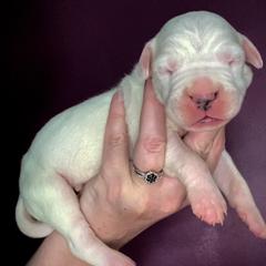 Dogo Argentinos from Northern Snow Angels Kennel