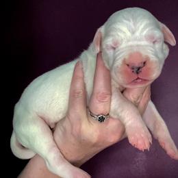 Dogo Argentinos from Northern Snow Angels Kennel