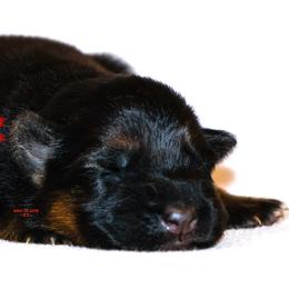 Red female - Black and red female German Shepherd puppy in Alvarado, Texas from King Of Zion German Shepherds