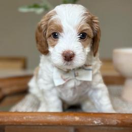 Blake - Parti male Goldendoodle puppy in Yuciapa, California from AlltheDoodlez_