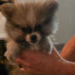 Penny the Racoon face - Tri-color female Pomsky puppy in Modesto, California from SelfiePoms