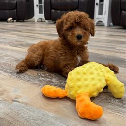 Pluto - Red  male Goldendoodle puppy in Nortonville, Kentucky from Deb’s KY Doodles