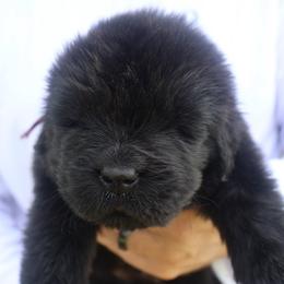 Sage - Black female Newfoundland puppy in Tallahassee, Florida from Noble Newfoundlands