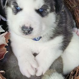 Boy 3 (Hunter) - Black and white male Siberian Husky puppy in Springfield, Massachusetts from 16acreshuskies