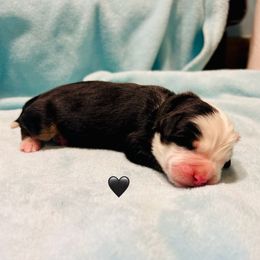 Black Boy - Bernese Mountain Dog puppy from Blacksburg Berners