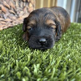 Jolene - Brown female Cockapoo puppy in Gay, Georgia from That’s My Puppy