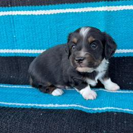 Dip - Black and tan male Dachshund puppy in Hawley, Texas from Foxy’s Dachshunds & Toy Aussies