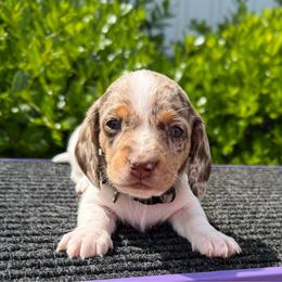 Possum - Dapple male Dachshund puppy in Lebanon, Tennessee from Thomas Dachshunds