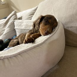 Dachshund Puppies from ♥ MDachs ♥