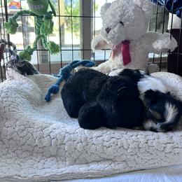 Biewer Terrier Puppies from Rebecca Urban