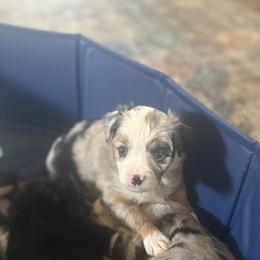 Stormie - Blue merle female Toy Australian Shepherd puppy in Alabaster, Alabama from Bama Belle Aussies