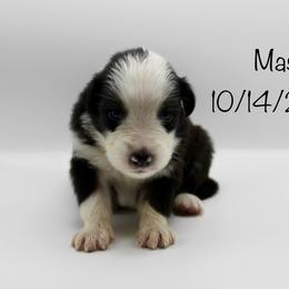 Boy 6 (Mask) - Black tri-color male Australian Shepherd puppy in Brooker, Florida from 🐾 The Great Bambino SunState Aussies!