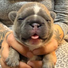 Girl 4 - Blue fawn female French Bulldog puppy in Spanaway, Washington from Frog Faced Frenchies