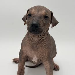 Rebel - Bronze male Xoloitzcuintli puppy in West Jordan, Utah from Majestic Nakids