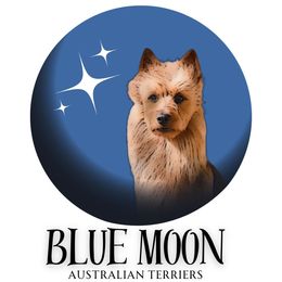 Girl 4 - Blue and tan Australian Terrier puppy in Riverview, Florida from Breezeswept Kennel