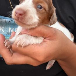 Velma - Dapple female Dachshund puppy in Jarales, New Mexico from Poker Paws Dachshunds