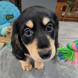 Espresso - Black and cream male Dachshund puppy in Kitty Hawk, North Carolina from Dare Devil Dachshunds