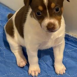 Paris - White, chocolate and tan female Rat Terrier puppy in Savoy, Texas from Rockin EZ Rat Terriers