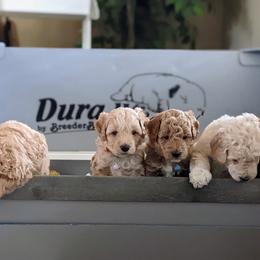 Double Doodle and Goldendoodle Puppies from Big Red Paw Doodles