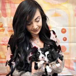 Affogato - Black tri male Miniature American Shepherd puppy in Olympia, Washington from Shamayim Shepherds