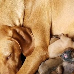 Rhodesian Ridgeback Puppies from Raven’s Ridgebacks
