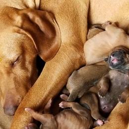 Rhodesian Ridgeback Puppies from Raven’s Ridgebacks