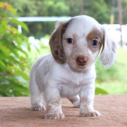Mavis Purebred DNA Tested Parents Health Certified Family Raised - Dapple female Dachshund puppy in Haines City, Florida from Divine Poodle Paradise Standard Poodles & Divine Dachshunds