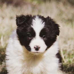 Milkyway - Black male Border Collie puppy in Dallas, Texas from Effervescent Border Collies