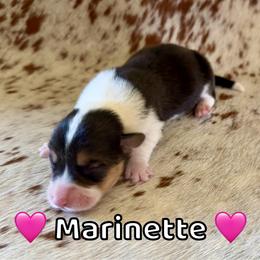 Marinette - Black and tan female Pembroke Welsh Corgi puppy in Corning, California from C.H. Pembroke Corgis