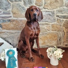 Legend - Redbone Coonhound