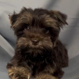 Diesel - Chocolate and tan male Yorkshire Terrier puppy in California from All Star Yorkies