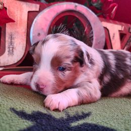 Miniature American Shepherd and Miniature Australian Shepherd Puppies from Tini Thyme Mini Aussies
