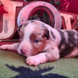 Miniature American Shepherd and Miniature Australian Shepherd Puppies from Tini Thyme Mini Aussies