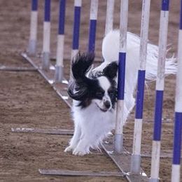 Papillons from Dellavon Papillons