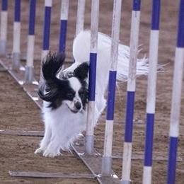 Papillons from Dellavon Papillons