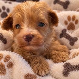 Charlie - Red  male Goldendoodle puppy in Cumberland, Rhode Island from minigoldendoodlesofRI