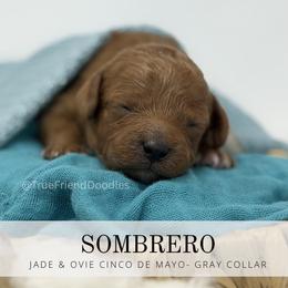 SOMBRERO - gray orange Collar - Red  male Goldendoodle puppy in Watertown, New York from True Friend Doodles